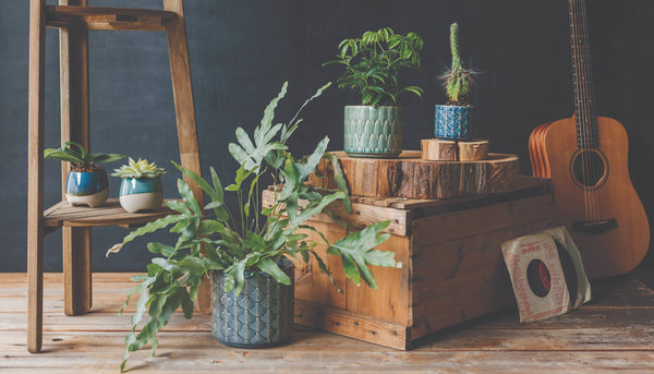 Turquoise Jewel Plant Pot