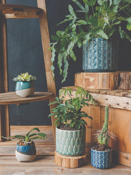 Turquoise Jewel Plant Pot